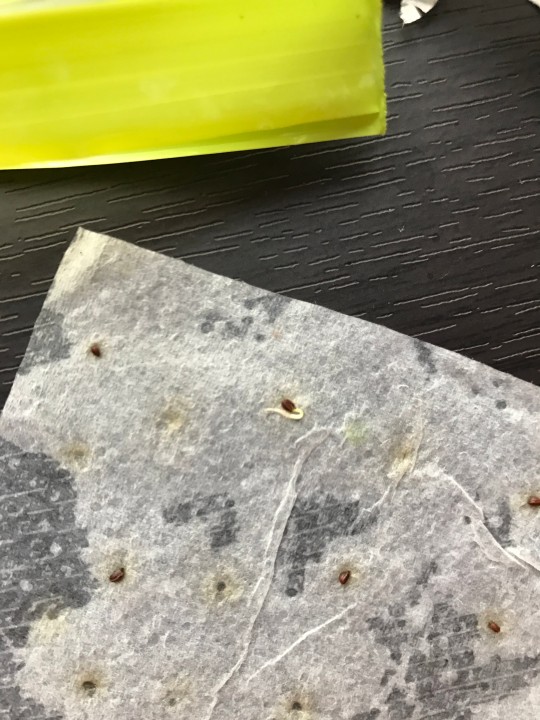 celery seeds sprouted
